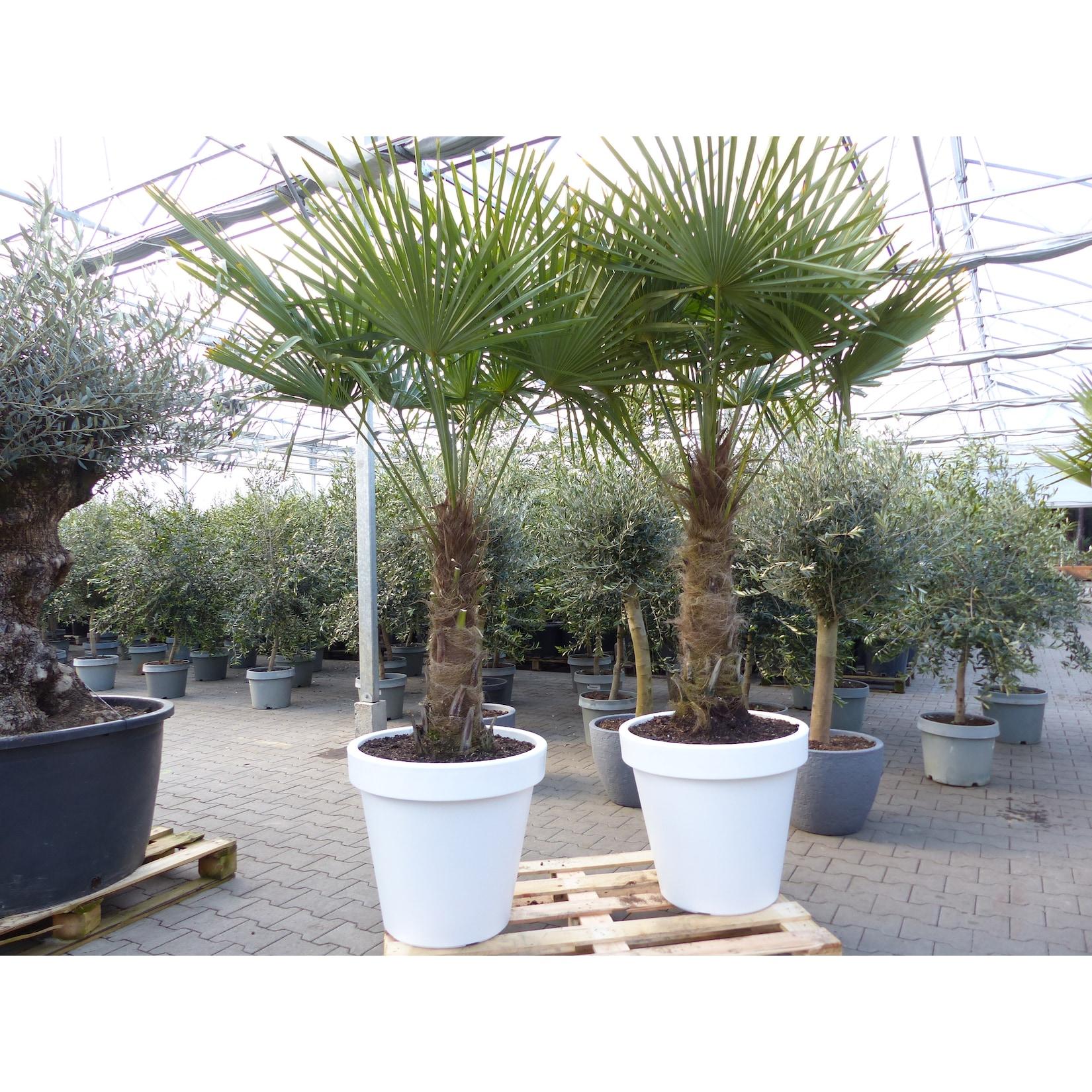 XXL Palme 230 cm Stamm 80 cm Trachycarpus fortunei winterhart inkl. Pflanzkübel weiß, Hanfpalme, Top-Qualität