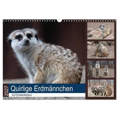 Quirlige Erdmännchen (Wandkalender 2027 DIN A3 quer), CALVENDO Monatskalender