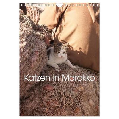 Katzen in Marokko (Wandkalender 2027 DIN A4 hoch), CALVENDO Monatskalender