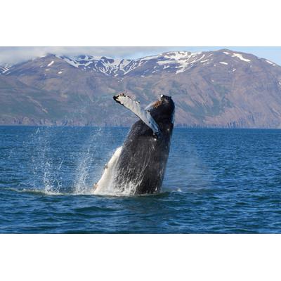 Fototapete PAPERMOON "WALE-ORCA TIER SEE OZEAN MEER WASSER ISLAND DELFINE XXL", bunt, B:2,5m L:1,86m, Vlies, Tapeten
