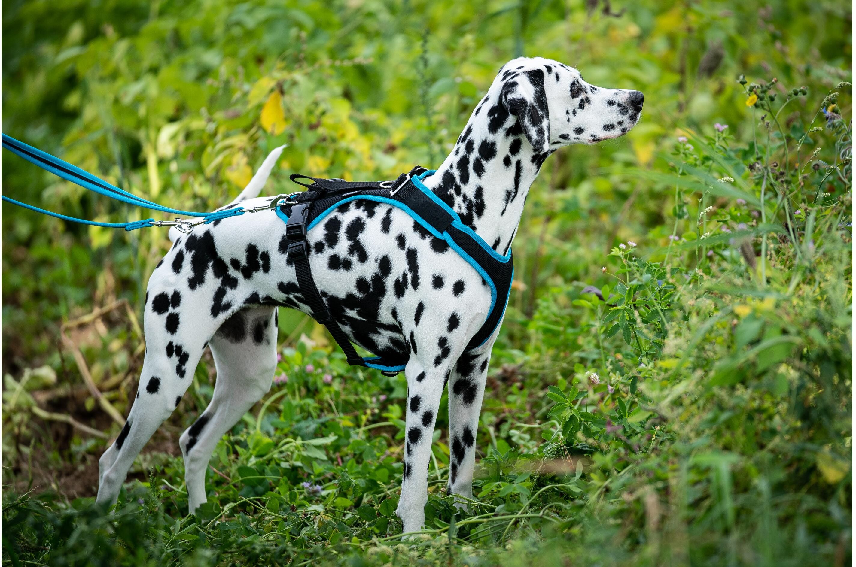 Hunde-Geschirr "Grossenbacher Vary M", blau (türkis), Polyester, Tiergeschirre, Hunde-Geschirr türkis Einheitsgröße