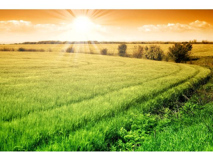 Fototapete PAPERMOON Field of Fresh Grain , bunt, B:3m L:2,23m, Vlies, Tapeten, Fototapete