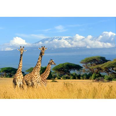 Fototapete PAPERMOON "Giraffes at Kilimanjaro", bunt, B:4m L:2,6m, Vlies, Tapeten