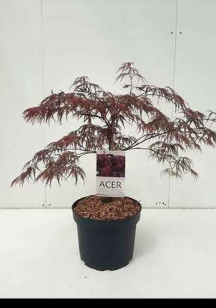 Japanse Esdoorn Acer palmatum Inaba Shidare in pot, 60-80 cm