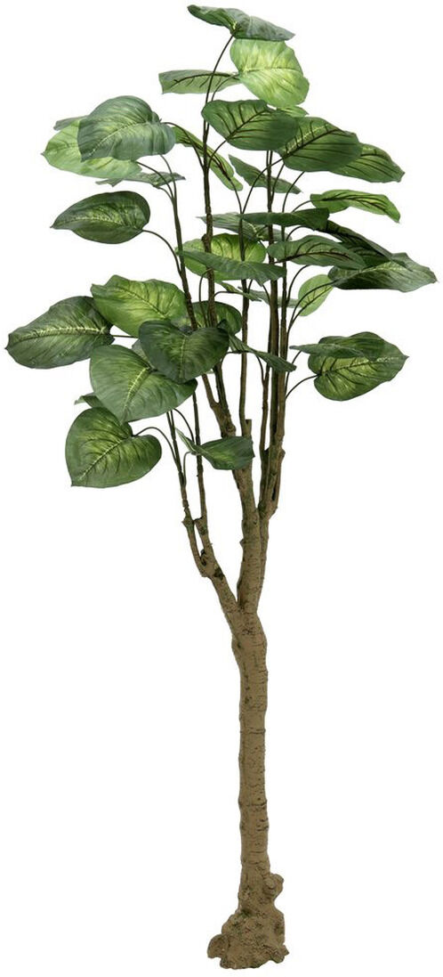 Europalms Pothosbaum, 175cm