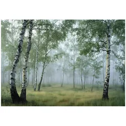 VLIESTAPETE Wald Birken 3D Effekt Natur Schlafzimmer 150x105