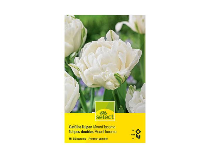 Select Gefüllte Tulpen Mount Tacoma 10 Stück