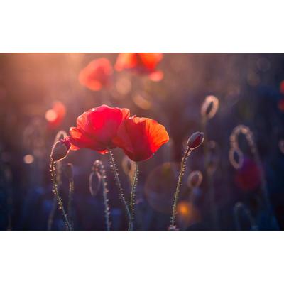 Papermoon "Blumen"
