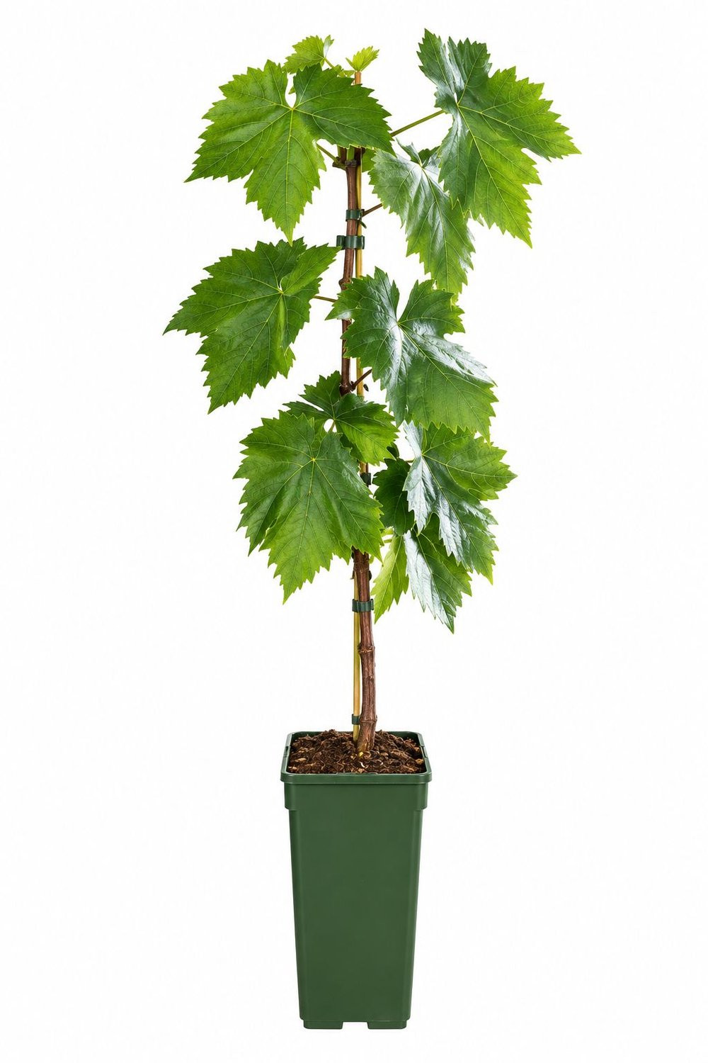 Pitloze blauwe druif Venus - Vitis vin. Venus | 50-60 cm