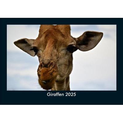 Giraffen 2025 Fotokalender DIN A5