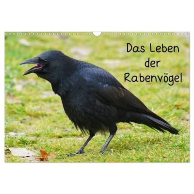 Das Leben der Rabenvögel (Wandkalender 2027 DIN A3 quer), CALVENDO Monatskalender