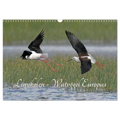 Limikolen - Watvögel Europas (Wandkalender 2026 DIN A3 quer), CALVENDO Monatskalender