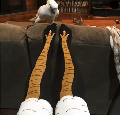 Inspire Essentials Funny Chicken Print Thigh High Socks f