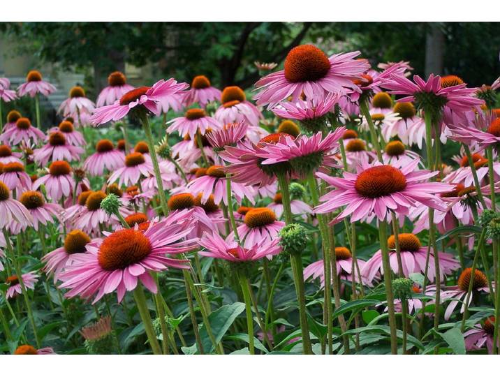 Fototapete PAPERMOON Sommerblumen , bunt, B:5m L:2,8m, Vlies, Tapeten, Fototapete