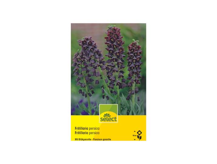 Select Fritillaria persica schwarz