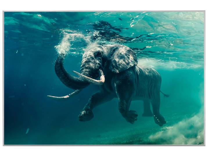 Bild mit Rahmen Schwimmender Elefant image LAND