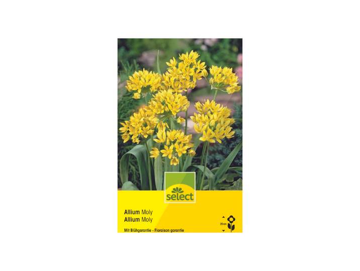 Select Zierlauch Allium Moly ''