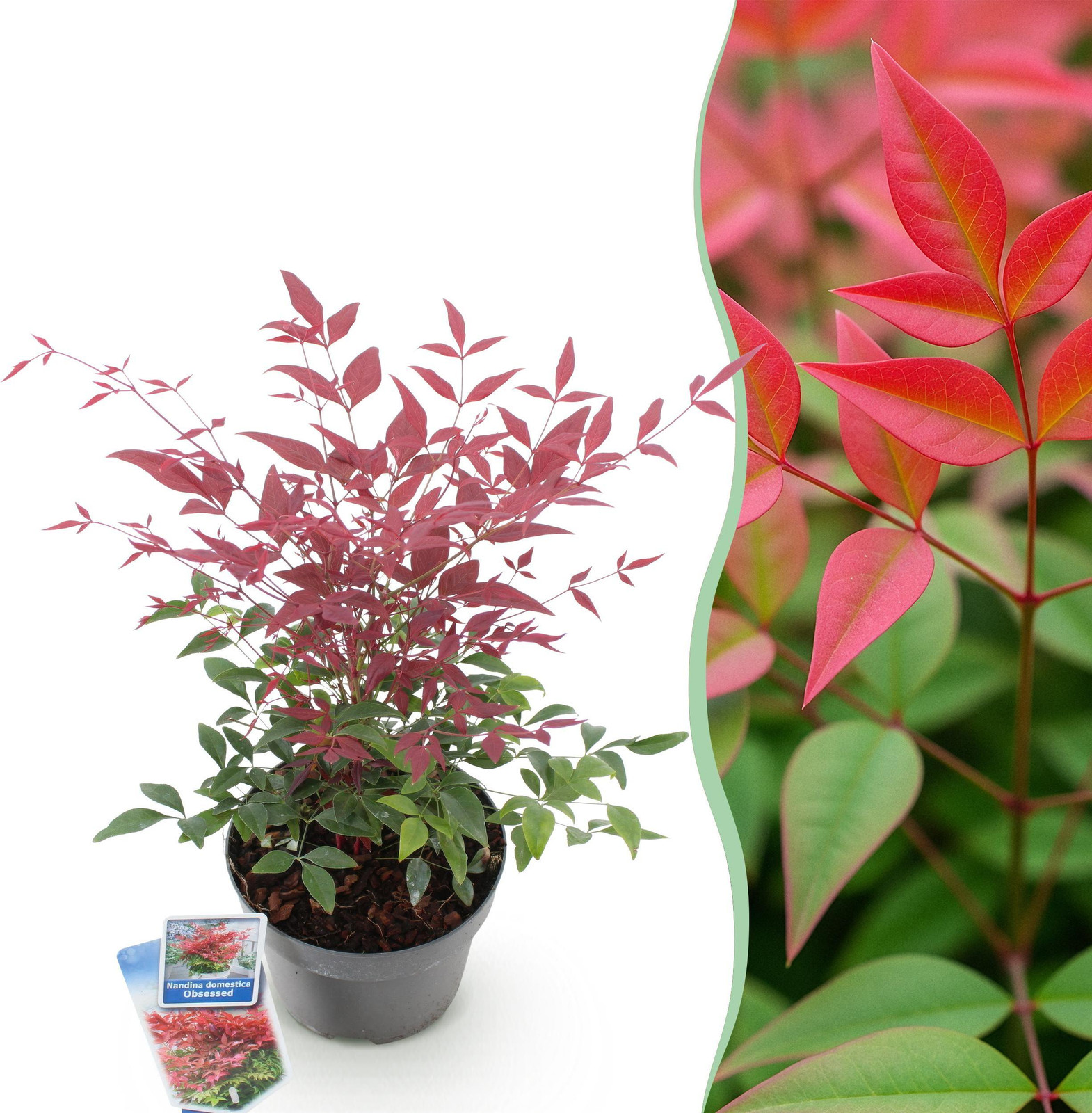 Nandina Obsessed Groenblijvende Tuinplant Rood Pflanzenboutique Hoogte: 35-45 cm, Diameter: 17 cm