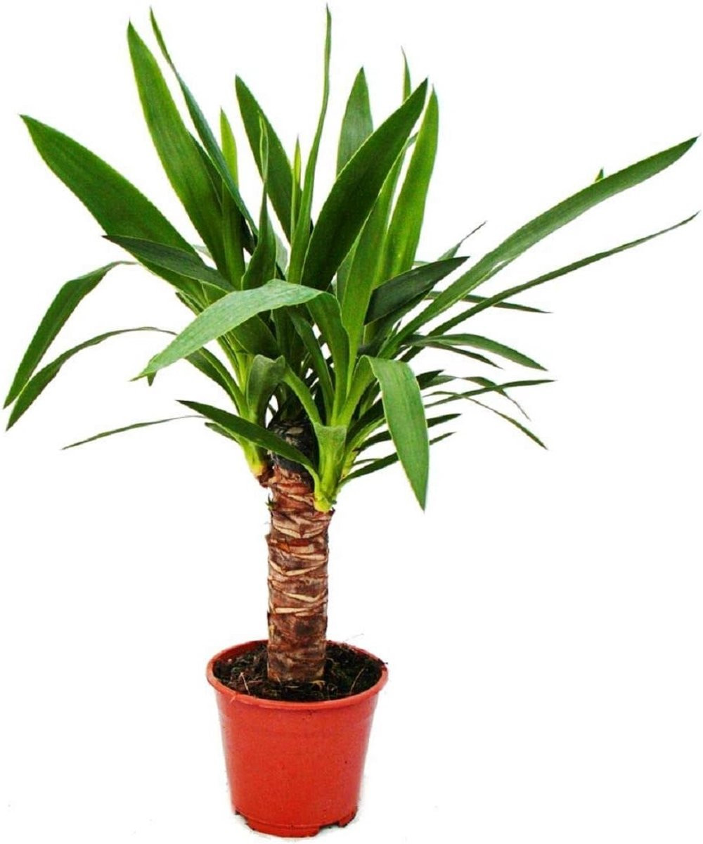 Palmlilie Yucca - Onderhoudsvriendelijke Luchtzuiverende Plant - 14 cm Pot