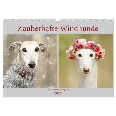Zauberhafte Windhunde (Wandkalender 2026 DIN A3 quer), CALVENDO Monatskalender
