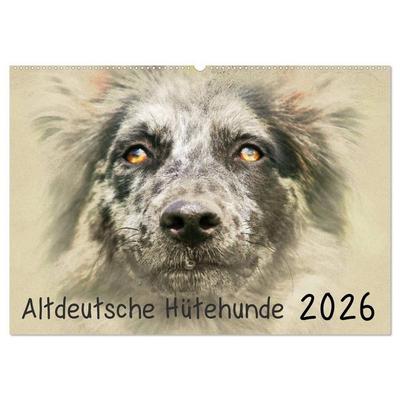 Altdeutsche Hütehunde 2026 (Wandkalender 2026 DIN A2 quer), CALVENDO Monatskalender