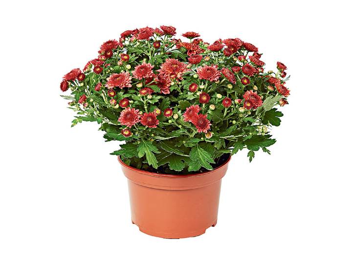 Chrysanthemen multiflora Mix Ø15cm