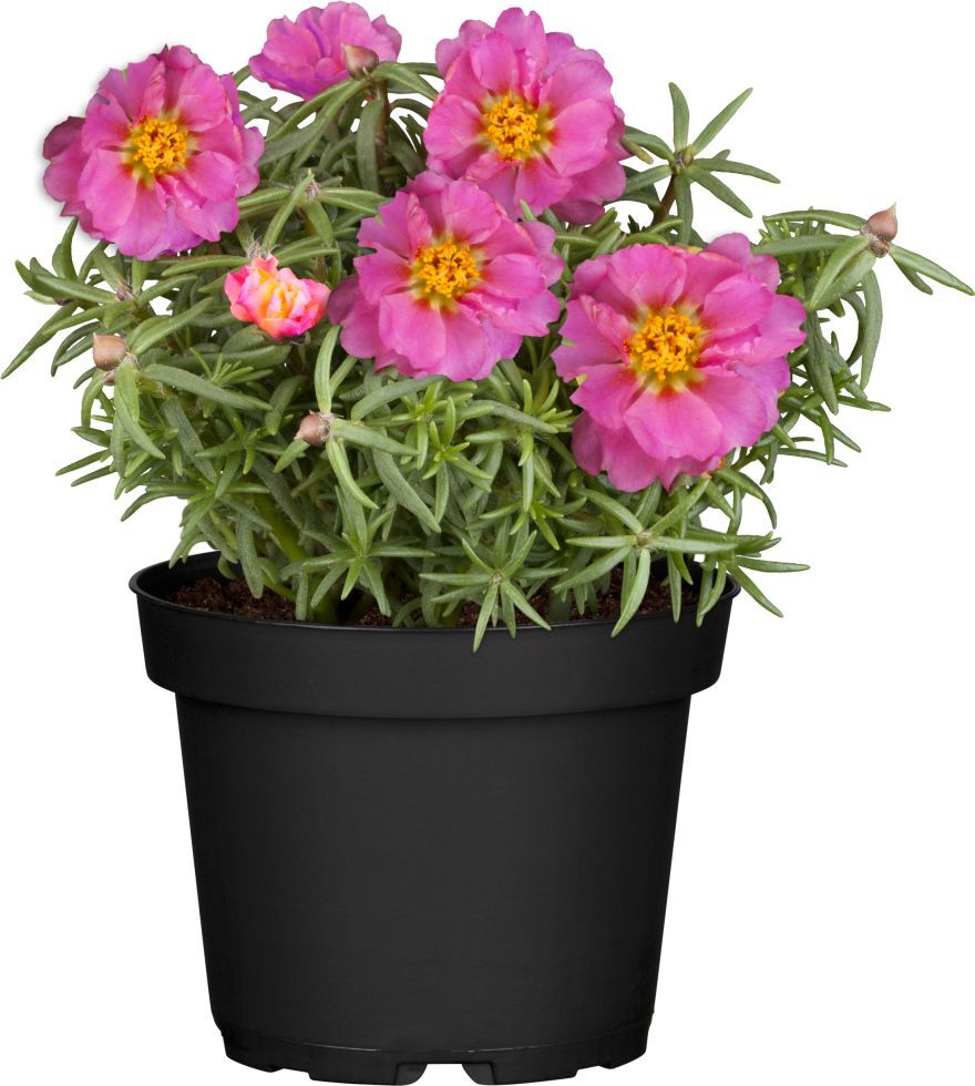 Pflanzen Portulakröschen Portulaca 10,5 cm Topf
