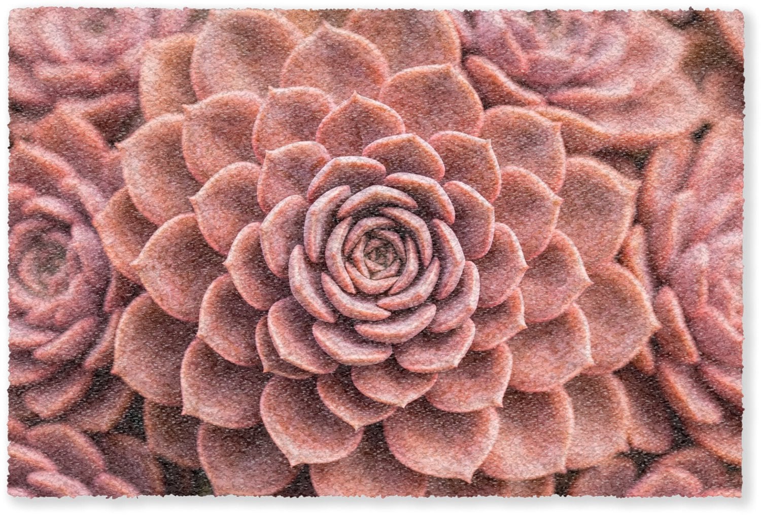 MuchoWow Deurmat Vetplant Organisch - Roze - 60 x 40 cm