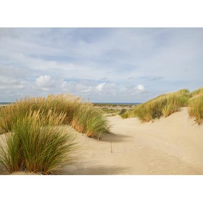 Fototapete PAPERMOON "Dunes Grass", bunt, B:5m L:2,8m, Vlies, Tapeten