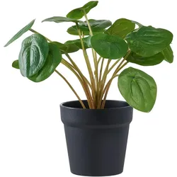 House Nordic, Kunstpflanzen, Pelia (28 cm)