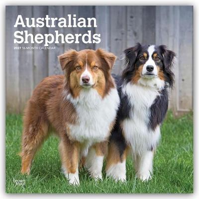 Australian Shepherds 2027 – 16-Monatskalender