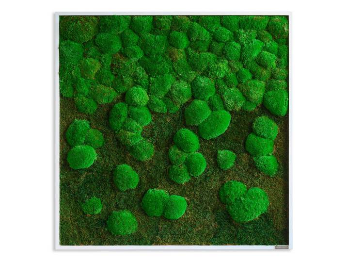 StyleGREEN Moosbild Stylegreen, Grün, Naturmaterialien, Eiche, Pflanzen, 80x80x7 cm, einfache und schnelle Anbringung, pflegefrei – nicht gießen oder besprühen, keine Beleuchtung notwendig, Bilder & Rahmen, Moosbilder