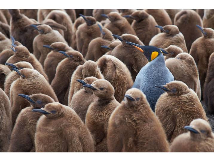 Fototapete PAPERMOON KÖNIG PINGUIN UND KÃƒÅ’KEN-FALKLAND INSEL TIERE VÖGEL MEER , bunt, B:4m L:2,6m, Vlies, Tapeten, Fototapete