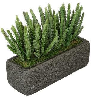 House of Silk Flowers Faux Organ Pipe Cactus Garden in Black Sandy-Texture Ceramic Vase
