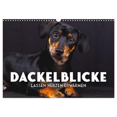 Dackelblicke - Lassen Herzen erwärmen. (Wandkalender 2026 DIN A3 quer), CALVENDO Monatskalender