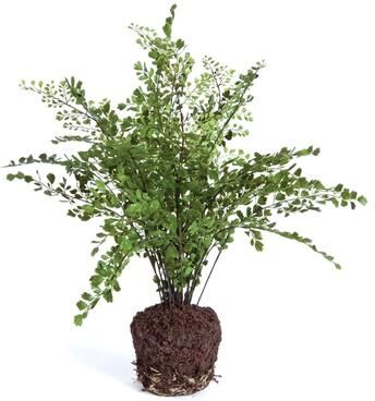 Porch & Petal "Maidenhair Drop-In 18"" - Green"