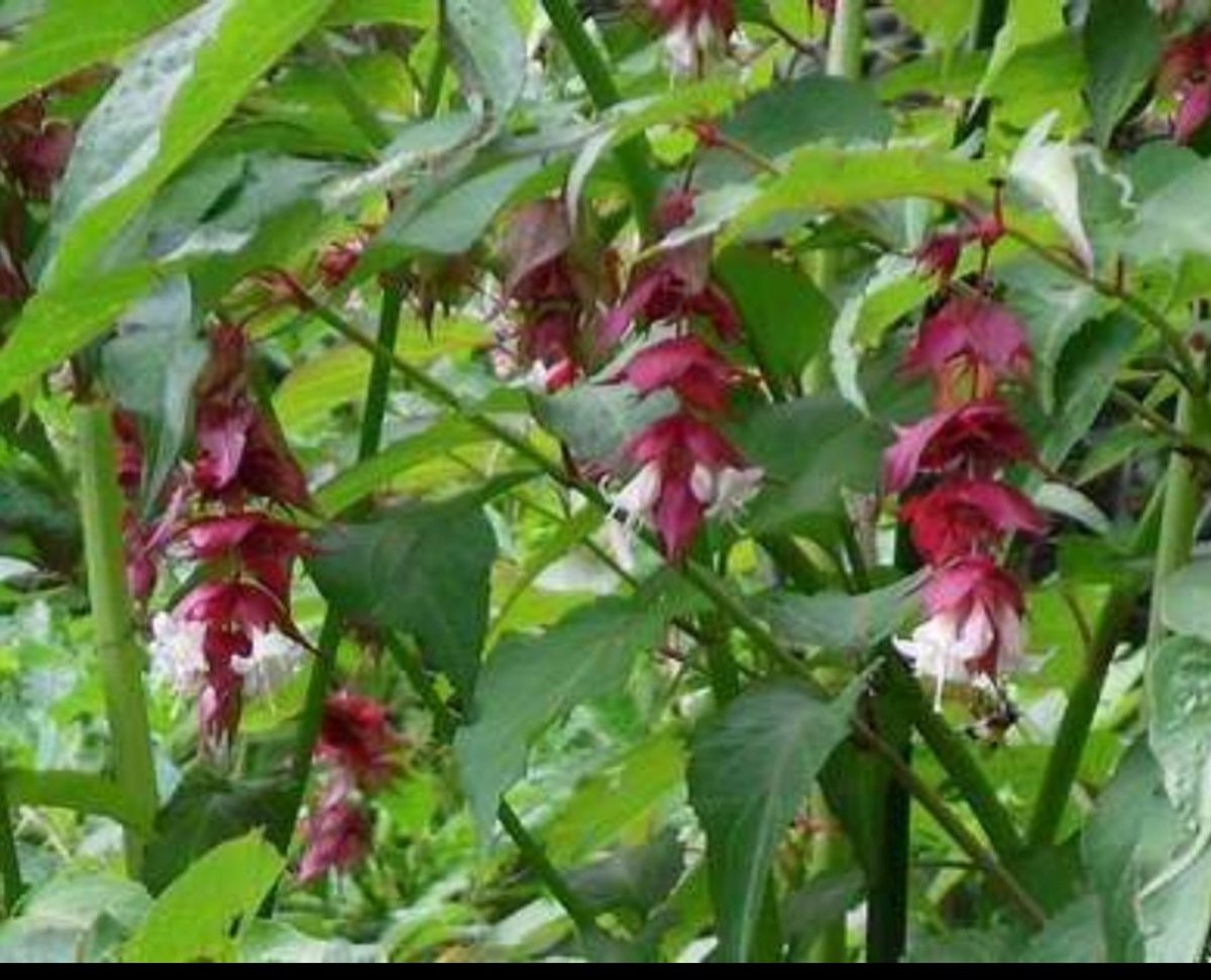 Leycesteria formosa Fazantenbes Karamelbes Grootmoeders Oorbel in pot, Hoogte: 40-50 cm