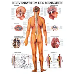 anat. Lehrtafel: Nervensystem des Menschen 70 x 100 cm, Papier
