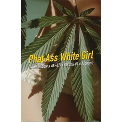 Dope Seeds PAWG 3 Samen - 3