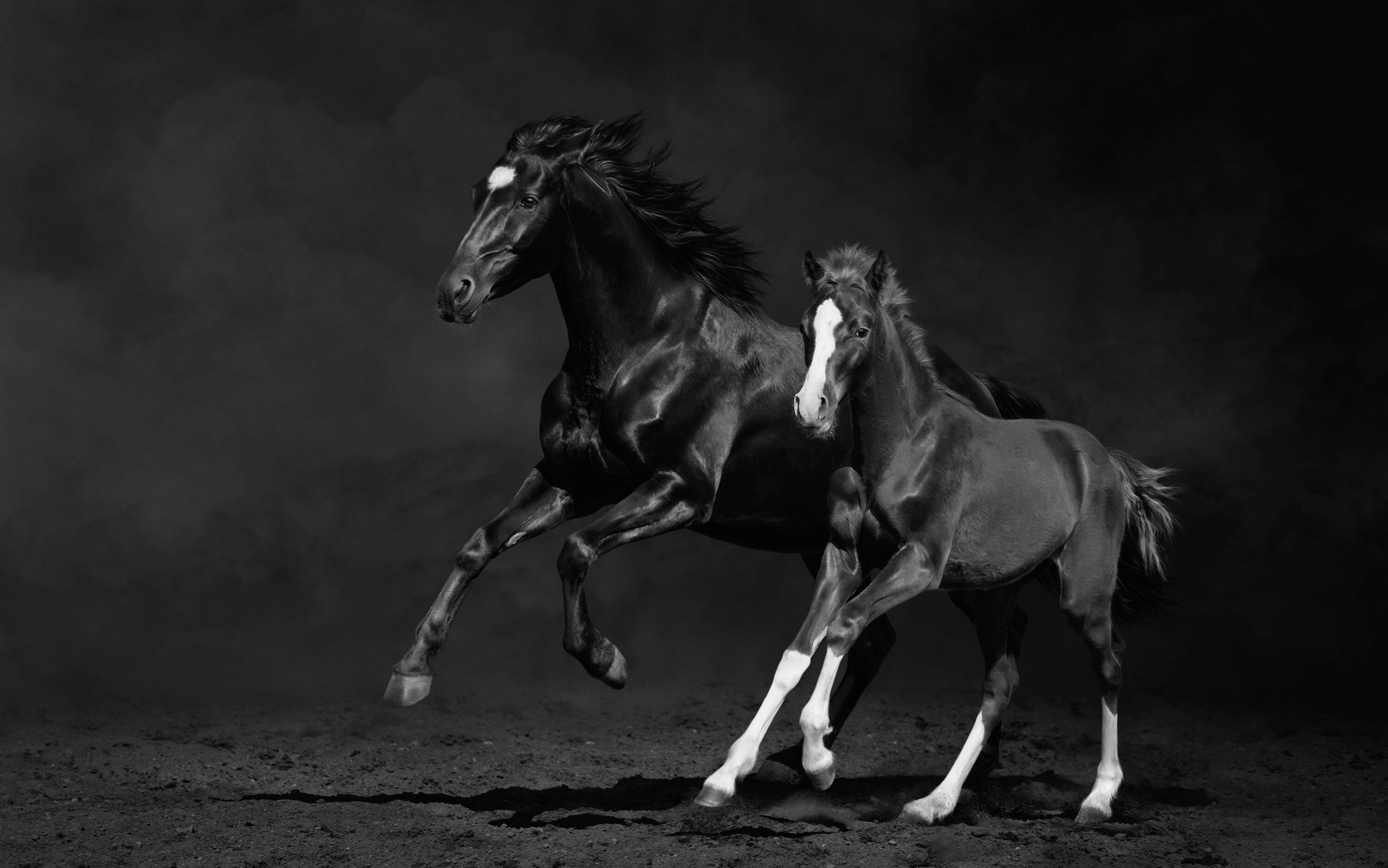 Fototapete PAPERMOON "PFERDE IM GALOPP-STUTE MIT FOHLEN SCHWARZ WEIssTIERE", bunt, B:2,5m L:1,86m, Vlies, Tapeten, Fototapete bunt B/L: 2,5m x 1,86m, Bahnen: 5 Stk.