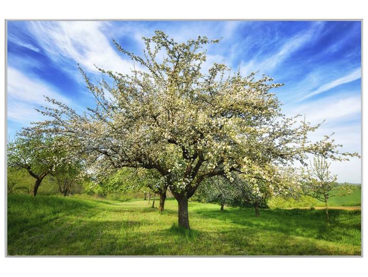 Bild mit Rahmen Blühende Obstbäume image LAND