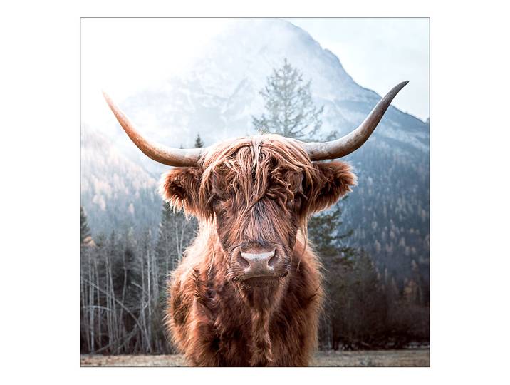 Glasbild Highland cattle Typ A Floatglas Braun/Grau 30 x 30cm
