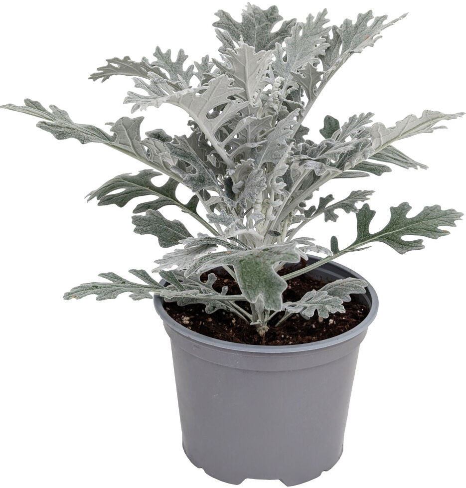 Pflanzen Silberblatt Senecio Hybride Winter Whispers 17 cm Topf