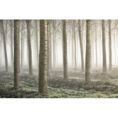 Fototapete PAPERMOON "Photo-Art FIORENZO CAROZZI, KLEINES WALDLAND", bunt, B:5m L:2,8m, Vlies, Tapeten