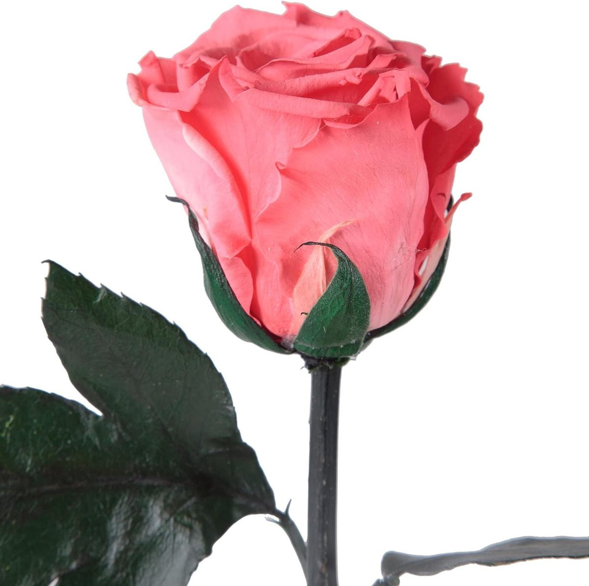 Eeuwige Roos Geconserveerde Bloem Koraalrood 45-50 cm