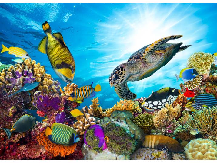 Fototapete PAPERMOON Coral Reef Fiji , bunt, B:5m L:2,8m, Vlies, Tapeten, Fototapete