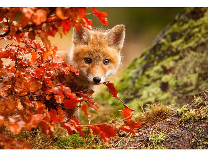 Fototapete PAPERMOON Photo-Art ROBERT ADAMEC, FUCHS , bunt, B:2,5m L:1,86m, Vlies, Tapeten, Fototapete