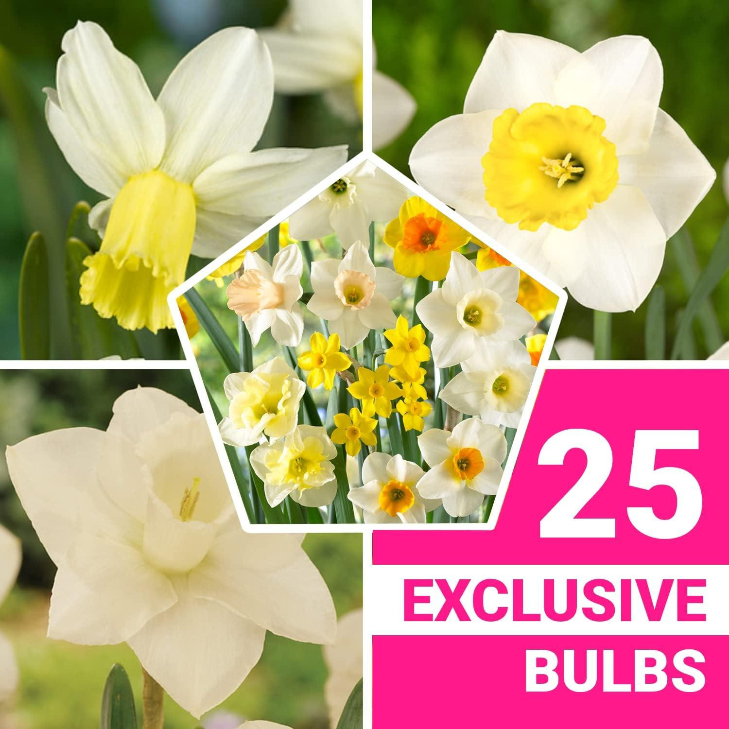 Dutch Bulbs Winterharde Narcissenbollen Budgetcollectie met geurende soorten - 25 stuks - Mix van 6-7 soorten