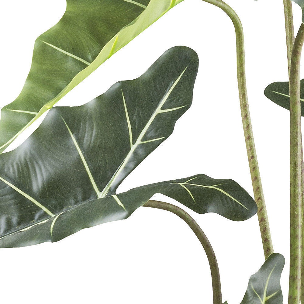 kaiserkraft Alocasia zebrina sarian, Kunststofftopf, Höhe 1300 mm