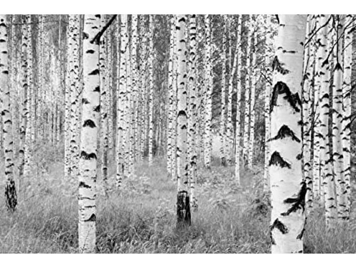 Komar Photo Murale Panoramique Intissé\, 368cm x 248cm\, Woods\, XXL4-023